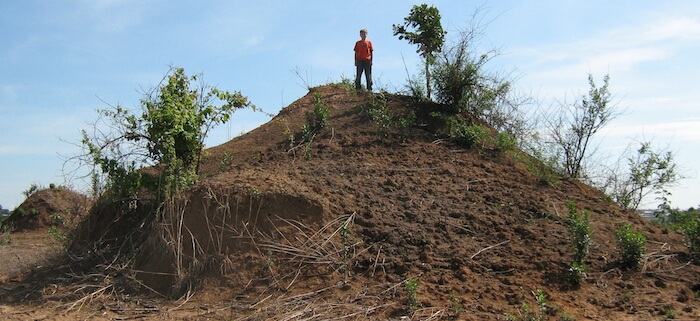 A view from an anthill