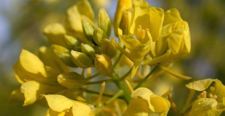 Israel's black mustard plant