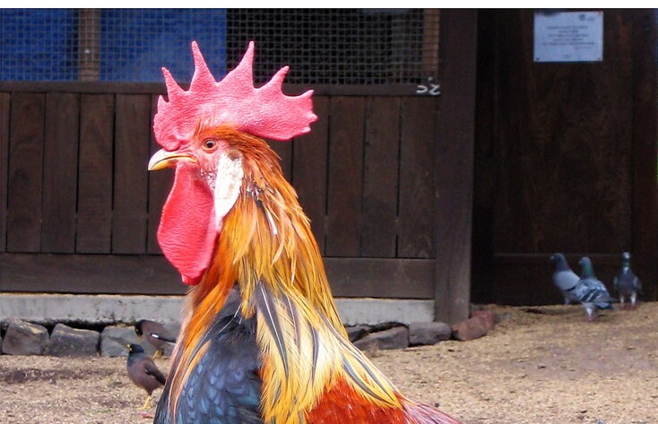 rooster