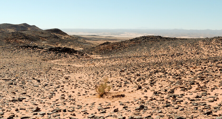 Bush in wilderness near Jebel Fuga