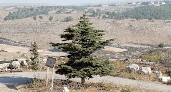 Cedar of Lebanon, Neot Kedumim