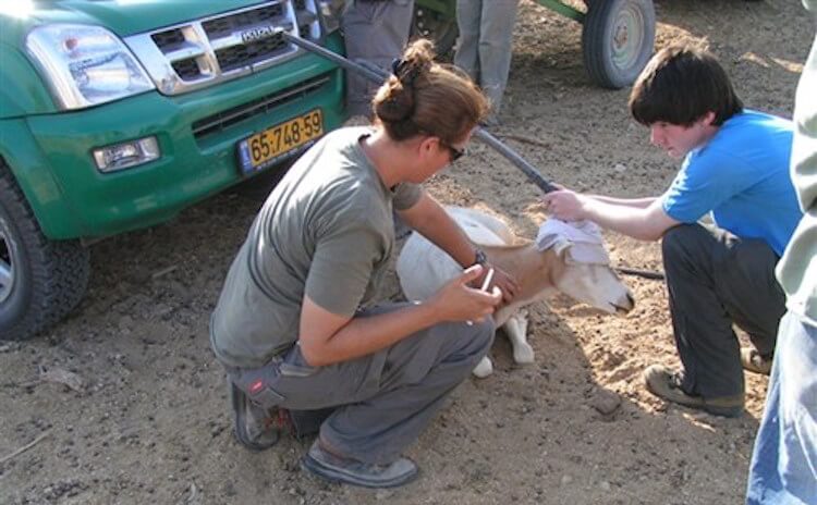 Desert Wildlife Program