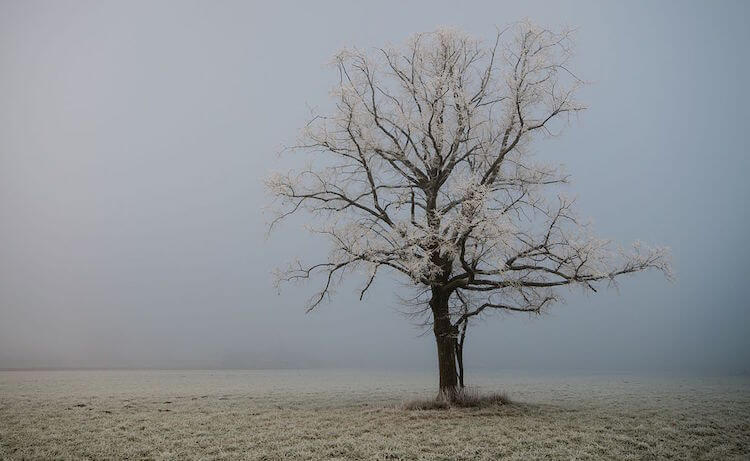 Dormant Tree