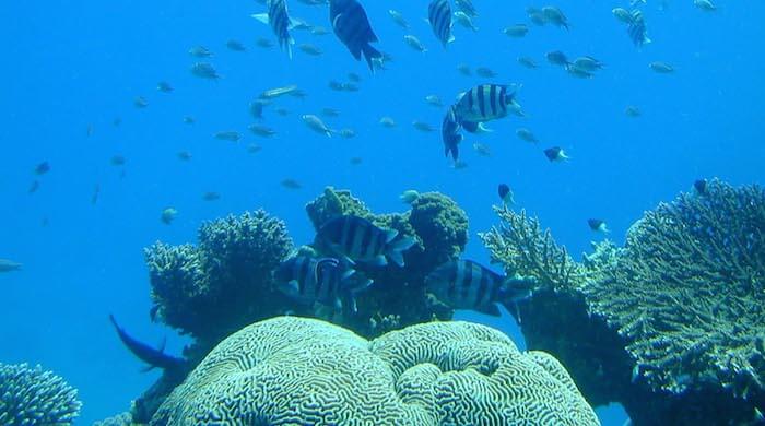 Eilat Underwater Observatory