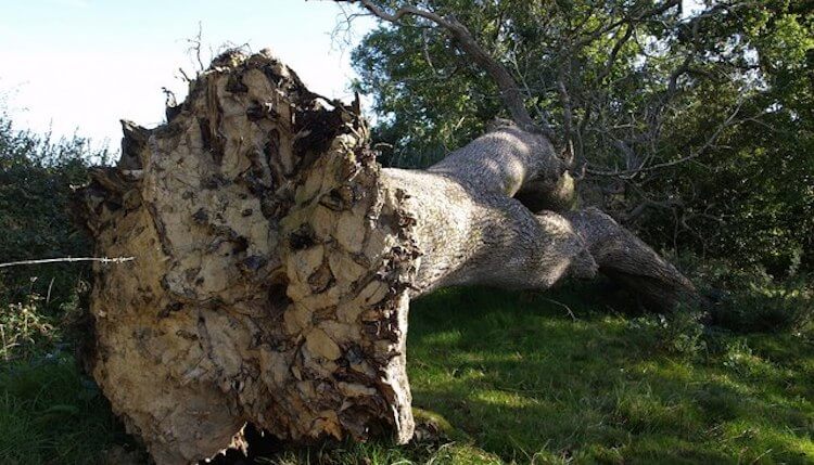 Fallen tree with no roots