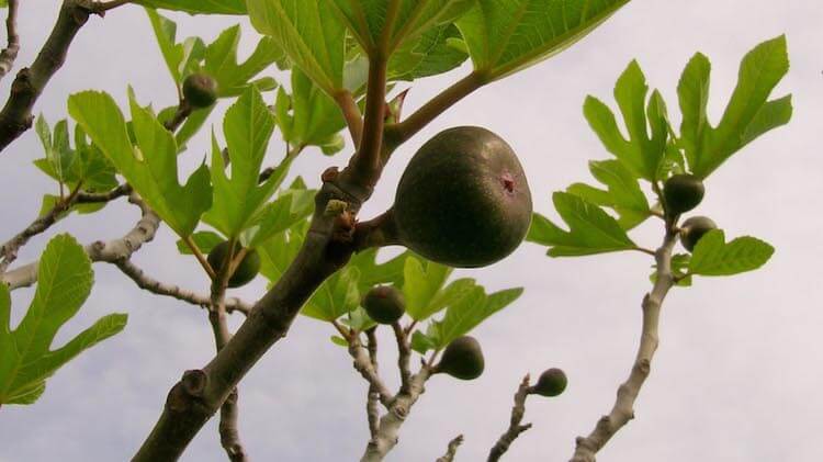 Fig on a tree.