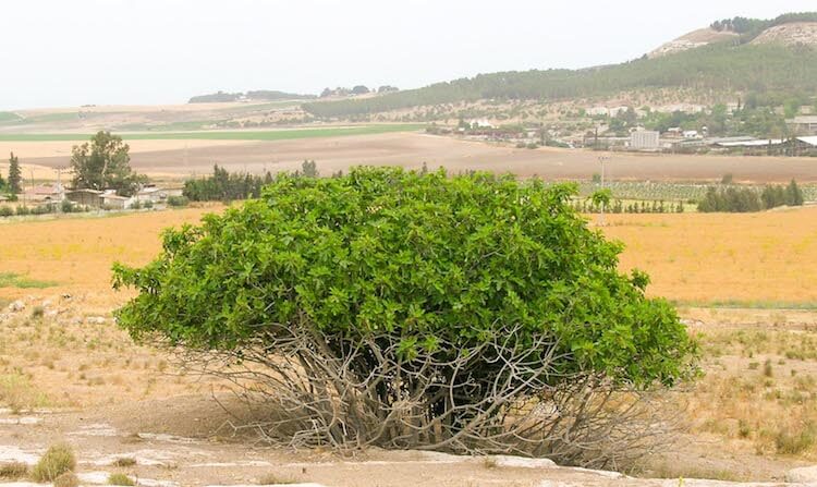 Fig tree in Israel