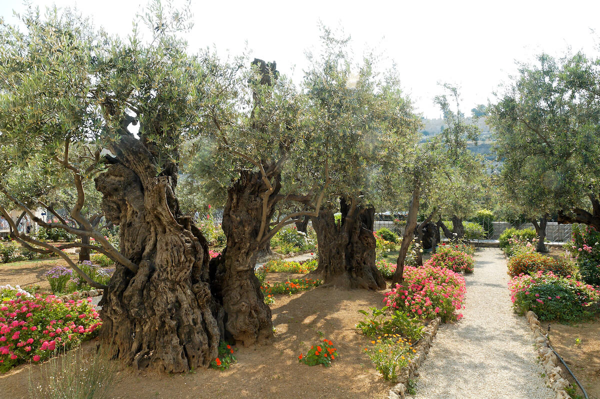 Garden of Gethsemane