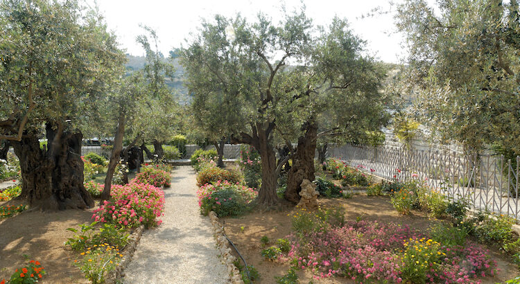 Garden of Gethsemane olive trees