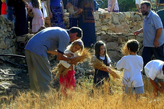 Gathering wheat at Shavuot