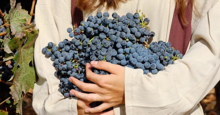 Grapes during harvest