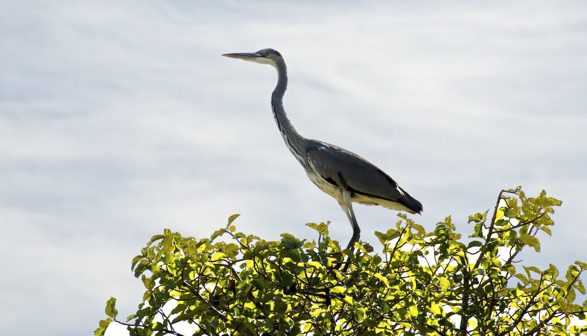 Grey heron in Israel