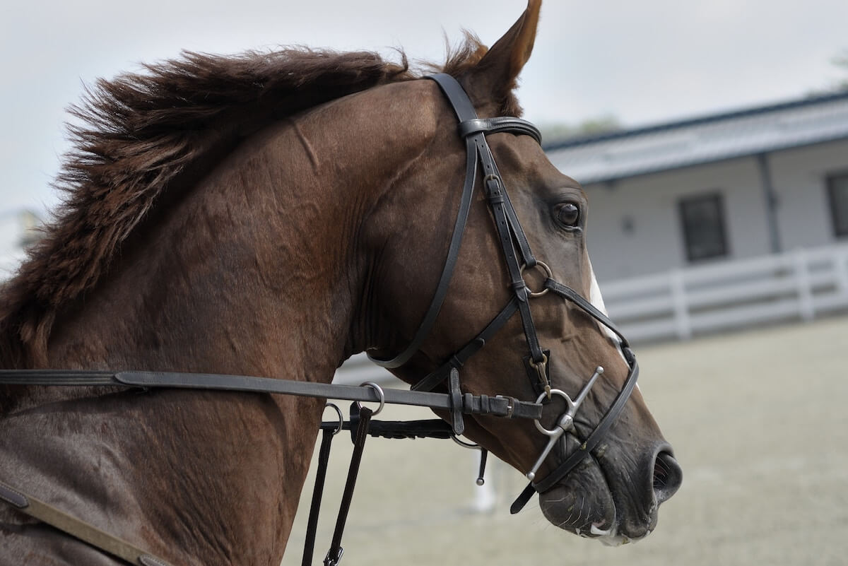 How to Keep Your Spiritual Horse from Racing to the Barn