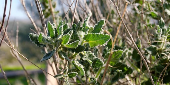 Hyssop at Neot Kedumim