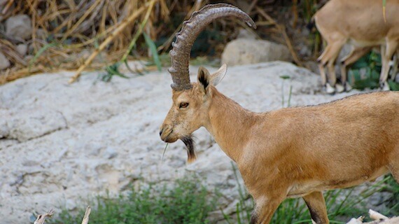 Ibex at Ein Gedi