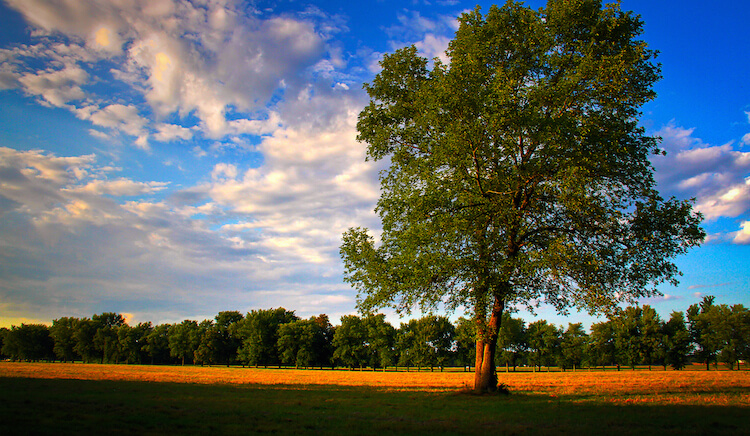 Oak tree with great roots