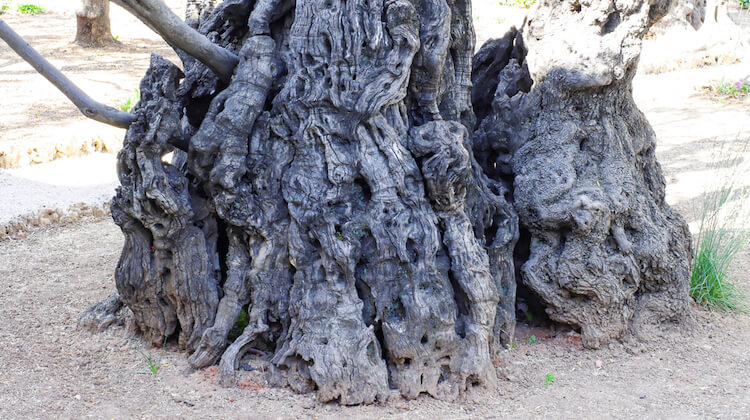 Gnarled olive trees in Garden of Gethsemane