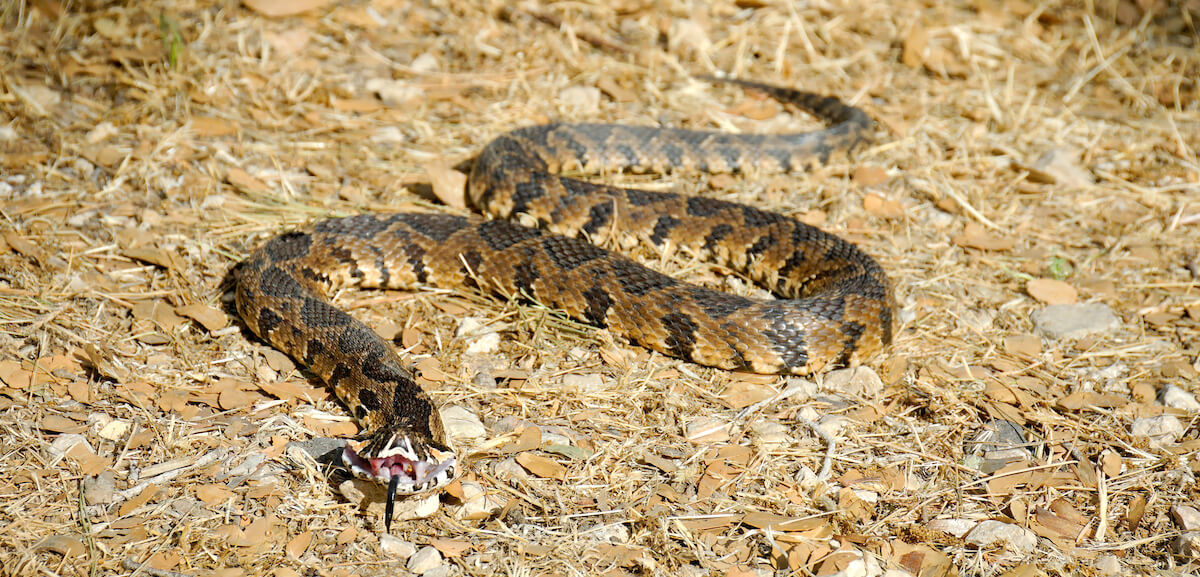 Palestine viper