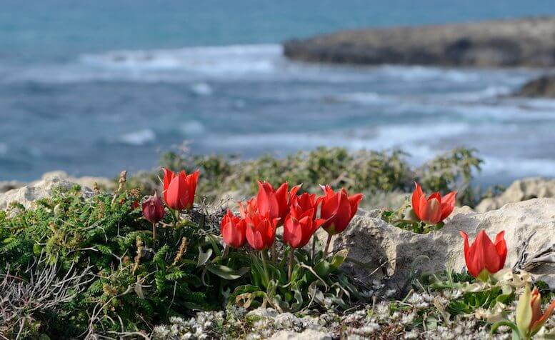 The Rose of Sharon along Israel's coast