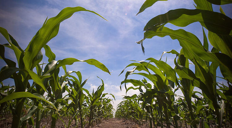 To reap corn, you plant corn