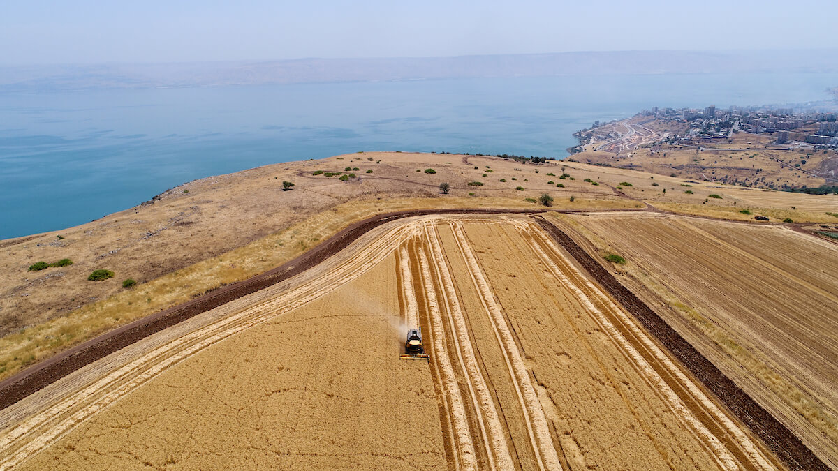 Wheat harvest combine on Mount Arbel