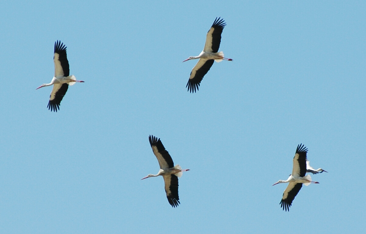 White Storks in eastern Samaria