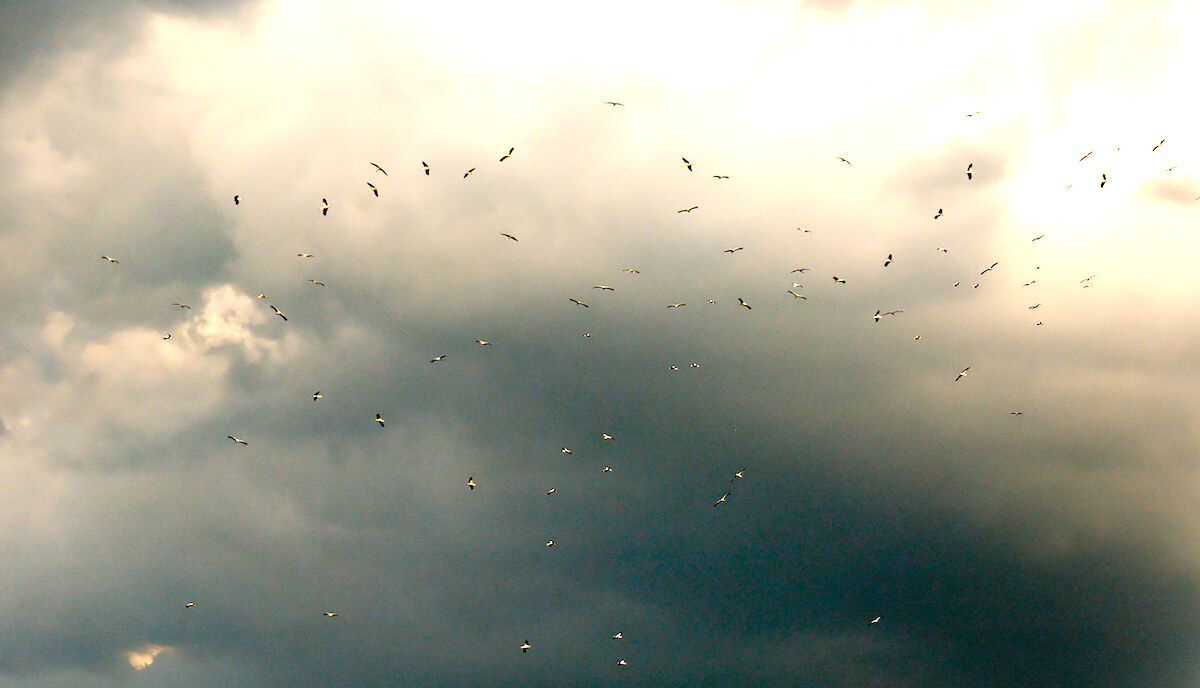 White Storks near Jordan River