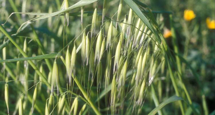 Wild Oats in Israel