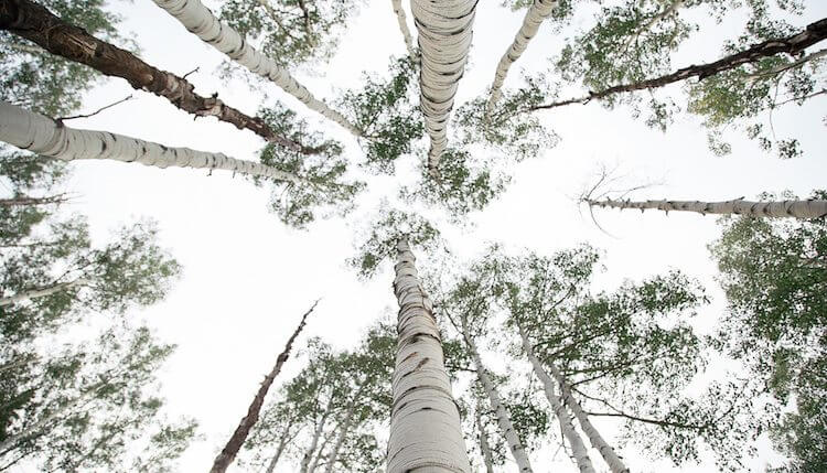 looking up