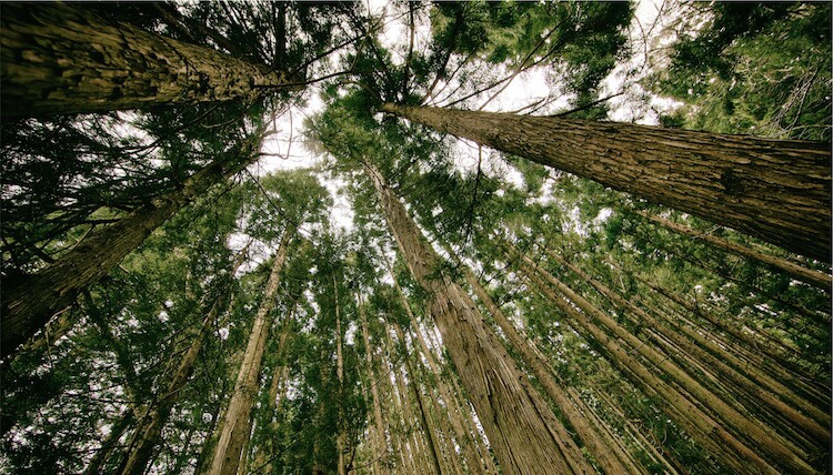 trees in the forest